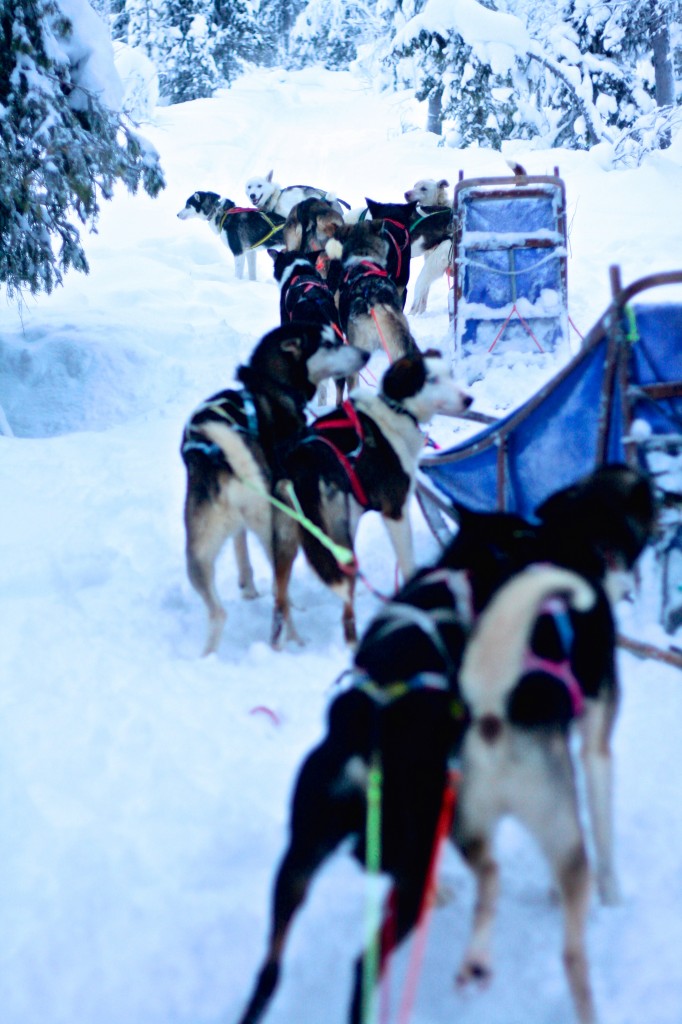 Dog-Sledding-Pack