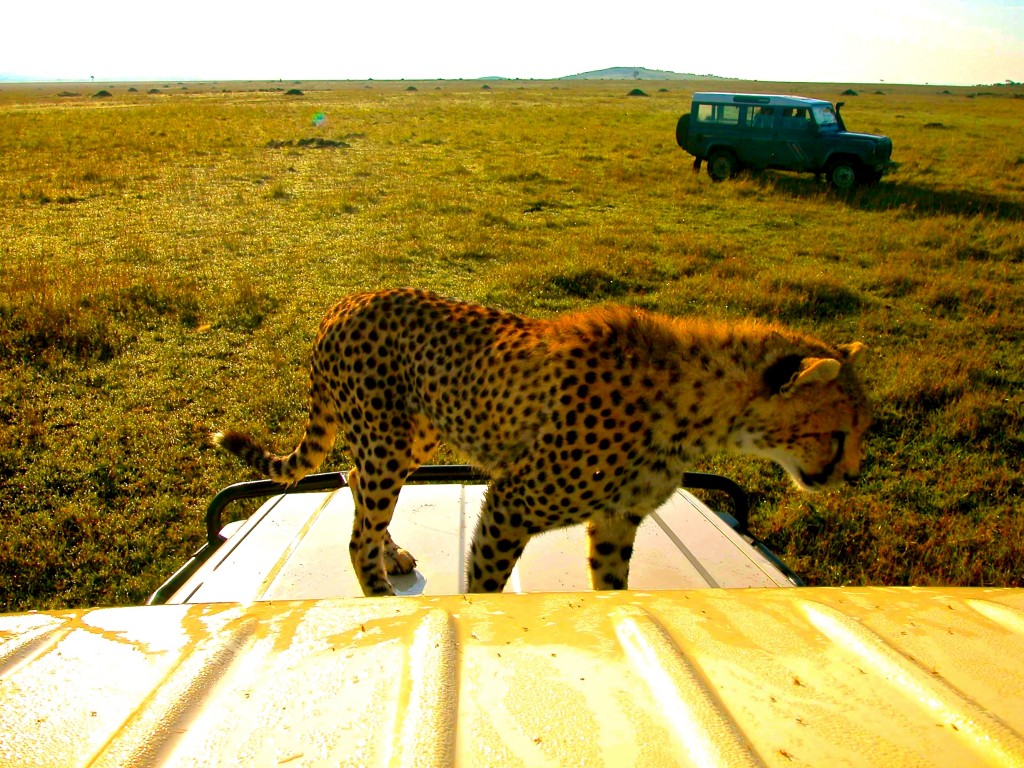 Wild-Cheetah
