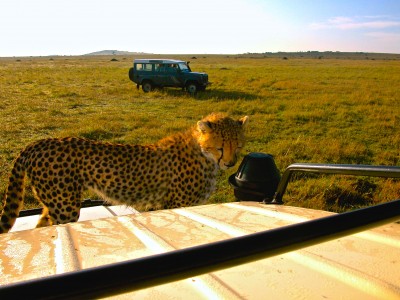 See Wild Cheetahs