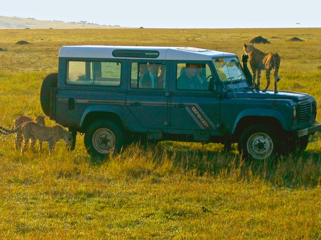 Wild-Cheetahs-Car