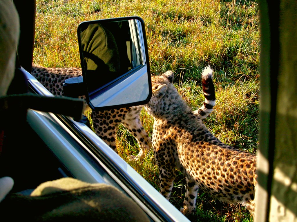 Wild-Cheetahs-Playing